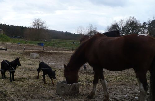 chevaux chiens