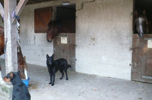 chien-chevaux.JPG
