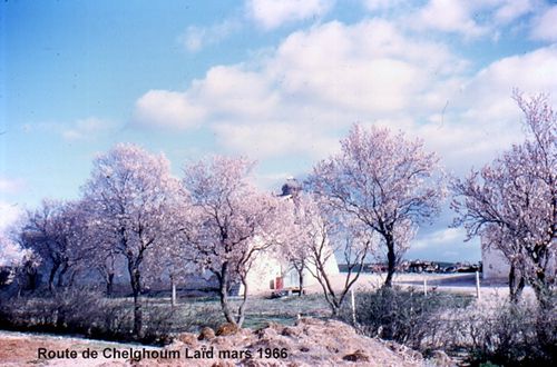 Chelghoum Laïd