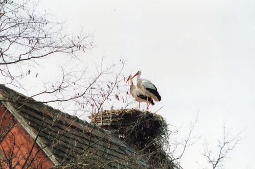 1993-cigognes-3.jpg