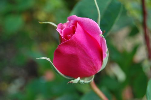 DSC_7876.JPG
