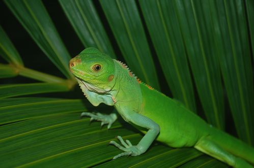 guadeloupe-nov-2011 0006
