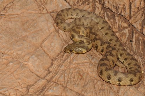 Marocco-3-natrix 7971 copia