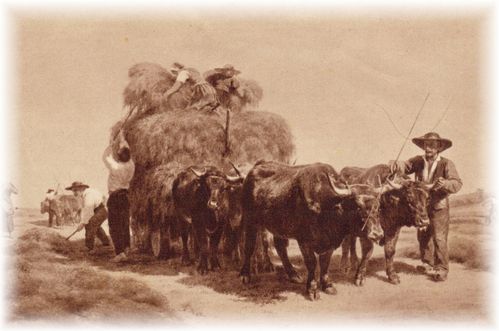 Rosa-Bonheur.JPG
