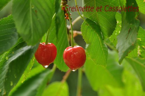 Cerises-T.jpg