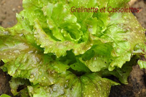 Salade-T.jpg