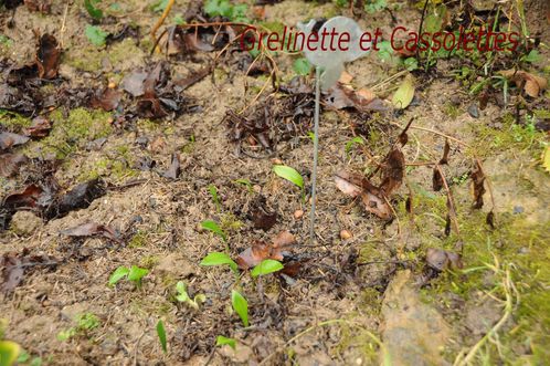 ail-des-oursT.jpg