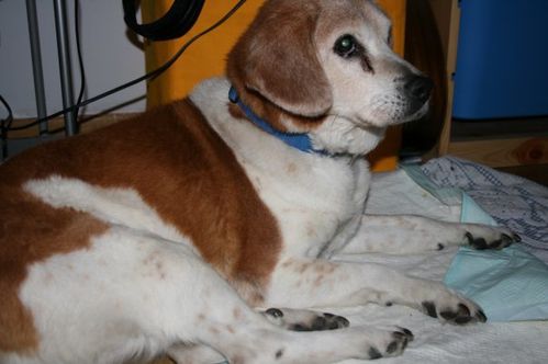 beagle-16-ans-.jpg
