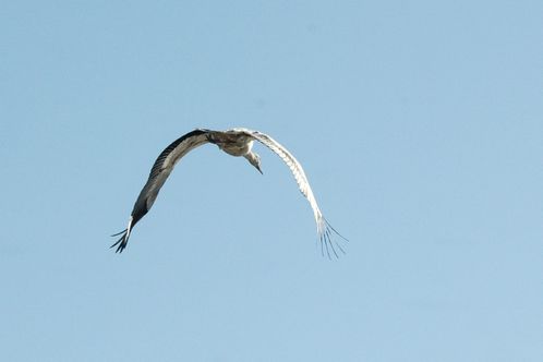 2011--3--trim-7423-bis.jpg