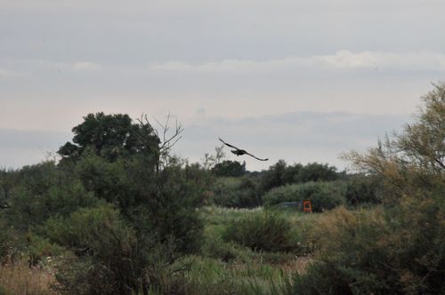 F11_2451.JPG