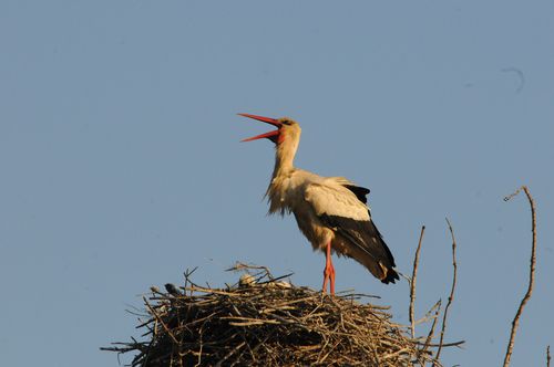 F12_1381.JPG