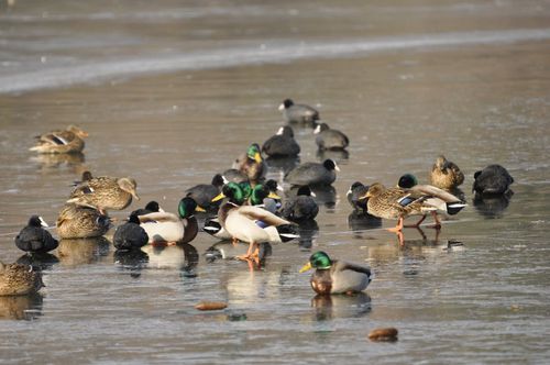 canards-foulques.jpg