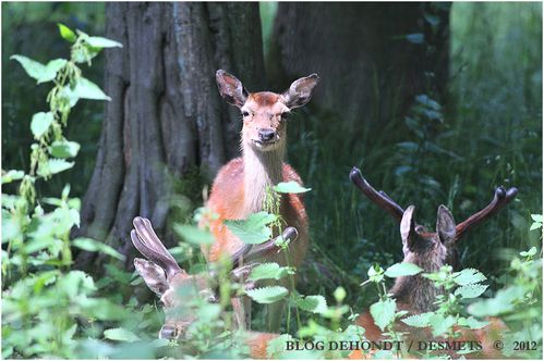 01072012-dsc_7939-border-copie-1.jpg