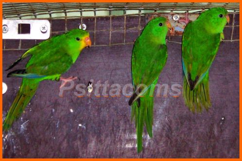 Male-perruche-citron-avec-2-femelles-sur-la-droite.jpg