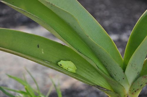 Lokaro grenouille verte