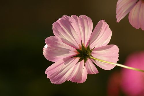 POESIE---Mme-la-duchesse-d-Orleans.jpg