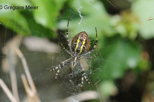 argiope bruennichi f