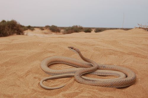 Marocco-6-Psammophis-schokari 0621 copia