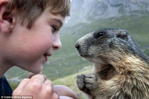 Marmottes 2