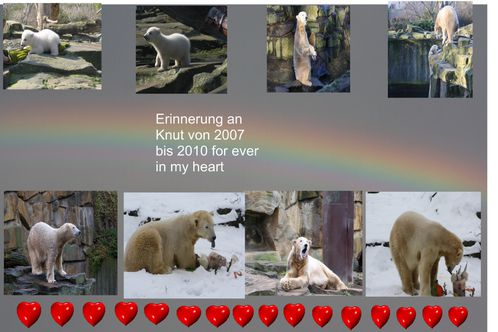 Collage Knut zum 05.12.2011 verkleinert