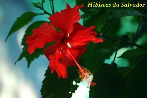 hibisc salva