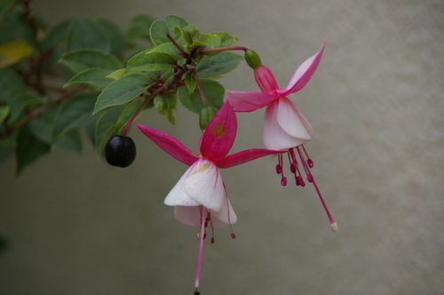 fuschia