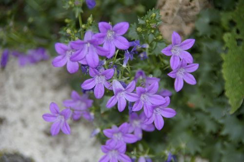 campanule des murs