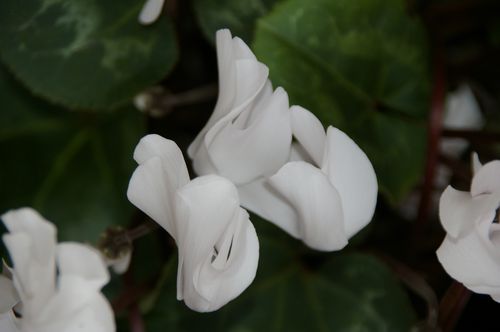 cyclamen grandiflora