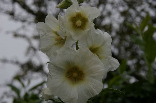 rose trémière blanche