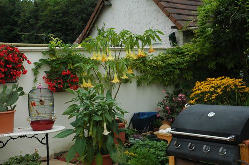 brugmansias-0010-copie-4.JPG