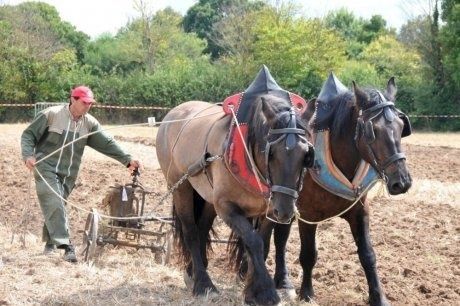 la-force-animale-est-de-nouveau-utilisee-en-agriculture_682.jpg