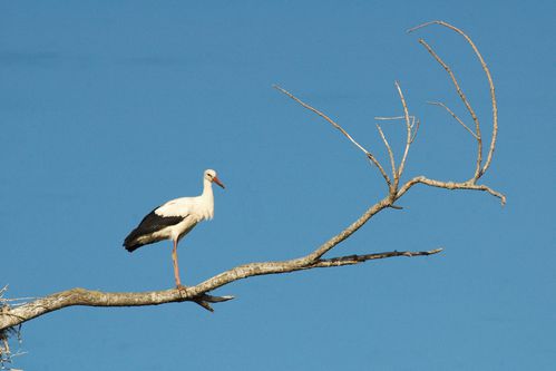 2011--3--trim-7498-bis.jpg