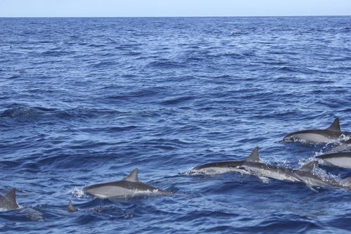 dauphins-kona--big-island-1151.jpg