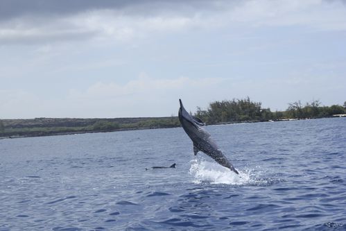 dauphins-kona--big-island-1596.jpg