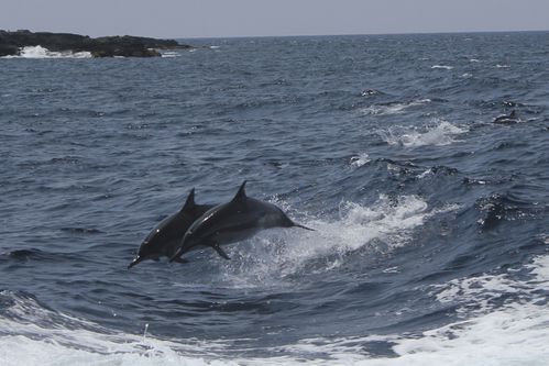 dauphins-kona--big-island-8058.jpg