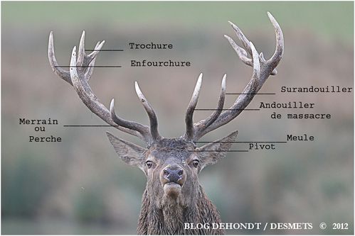 Cerf Qui Es Tu Le Blog De Dehondt Christophe Et De Desmets Corinne