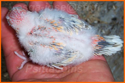 Bloc-N-6-Jeune-M-opaline-pastel-orange.jpg