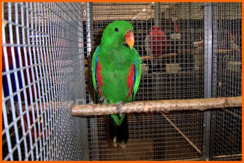 eclectus p2