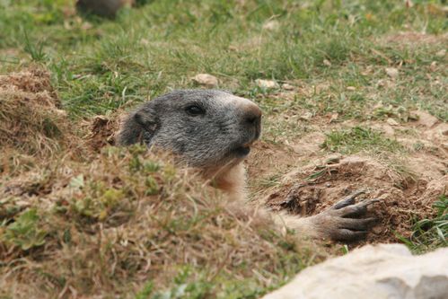 110825 Marmottes 140