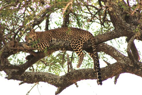 leopard-in-the-tree.JPG