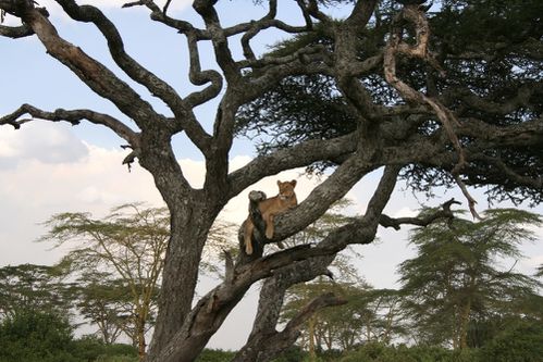 Lionne dans arbre 2006