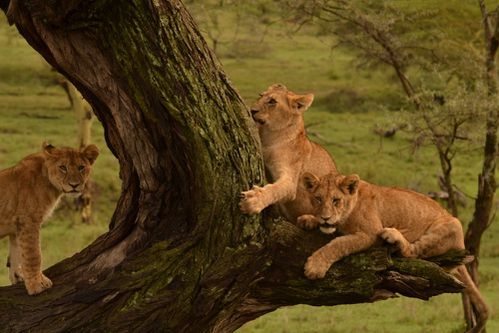 3-lions-brother-tree.JPG