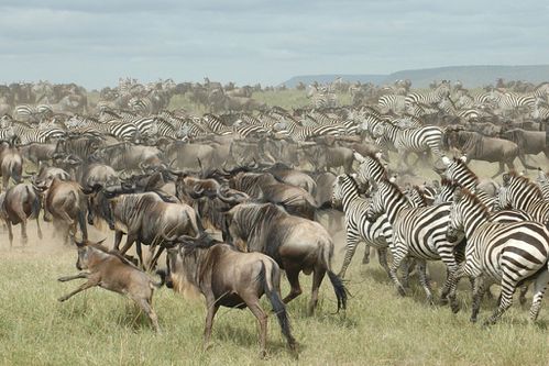 Serengeti-Migration-1.jpg