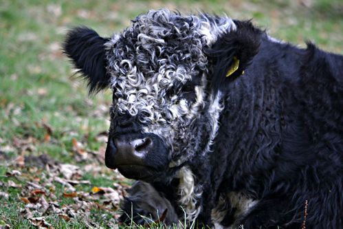 vache frisée Eleanor ( WHU)