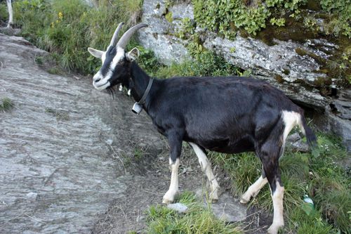 Chèvre rayée des grisons2- Prospecierara