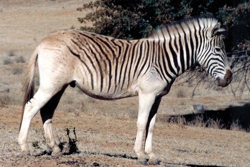 Quagga-reconstitution