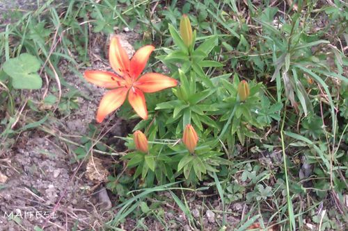 Lys-refleuri-au-jardin-02-06-2012.jpg