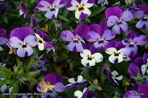 e-violette-001.jpg