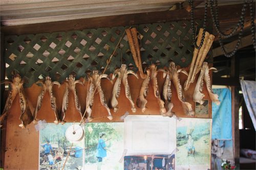 Mâchoires cochons sauvages