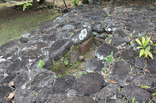 Hikokua3